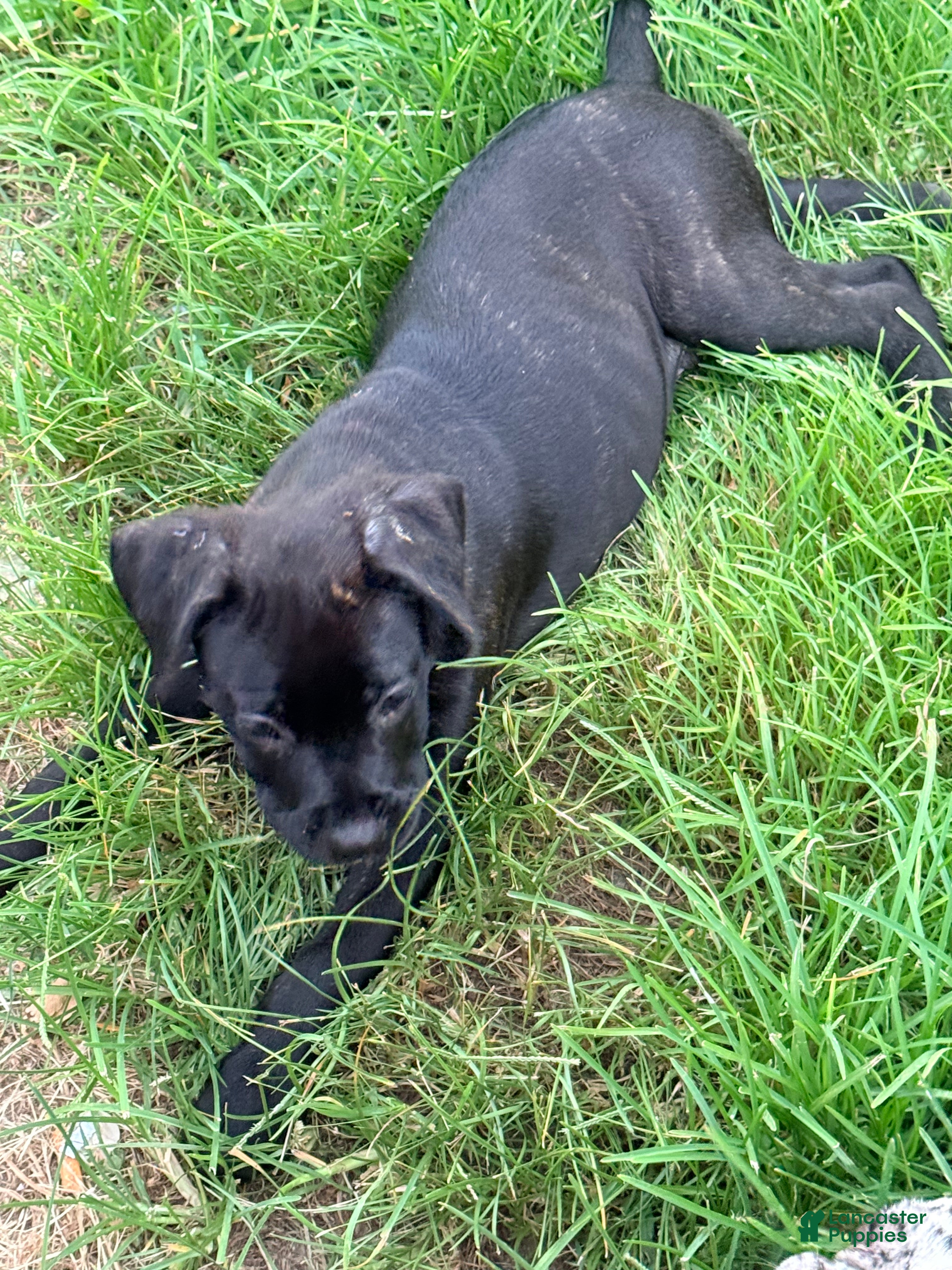 Cane Corso dogs Crowley AKC yellow/orange collar - Ad 26