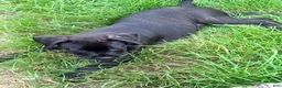 Cane Corso dogs for sale: Crowley AKC yellow/orange collar - Ad 17