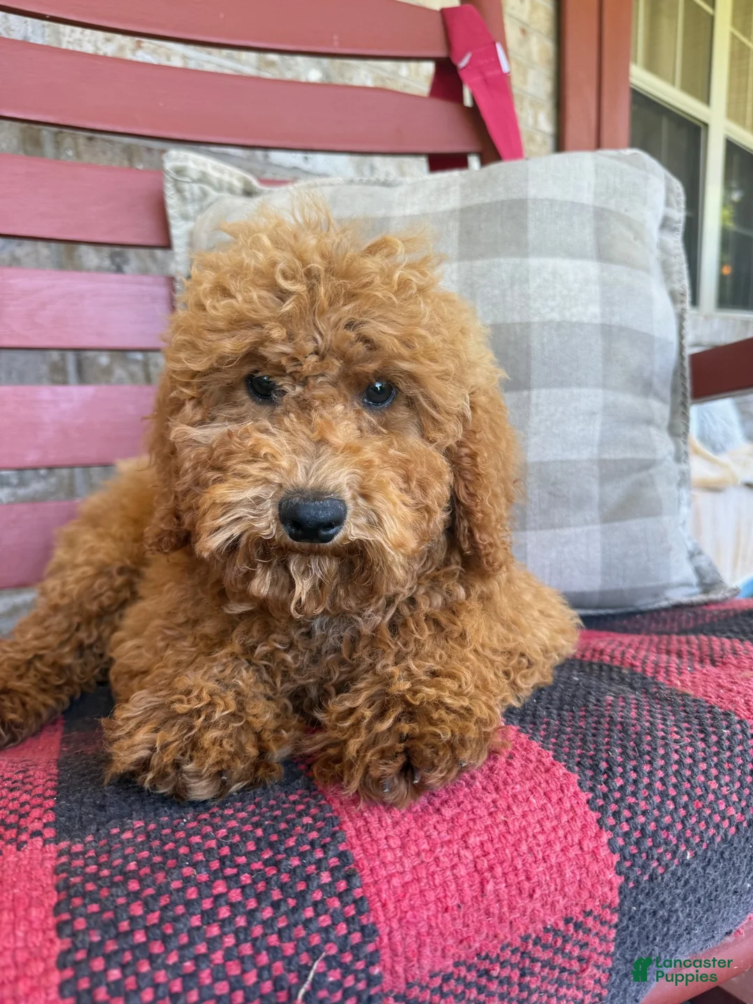 Mixed Breed dogs for sale: Jasper - Ad 5