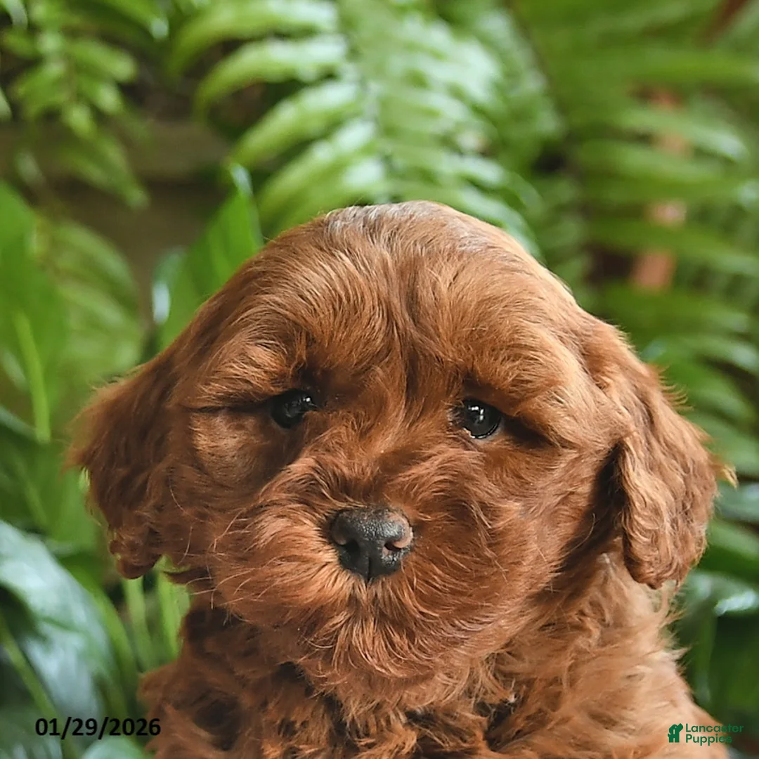 Mini Goldendoodle dogs for sale: Fern  - Ad 4