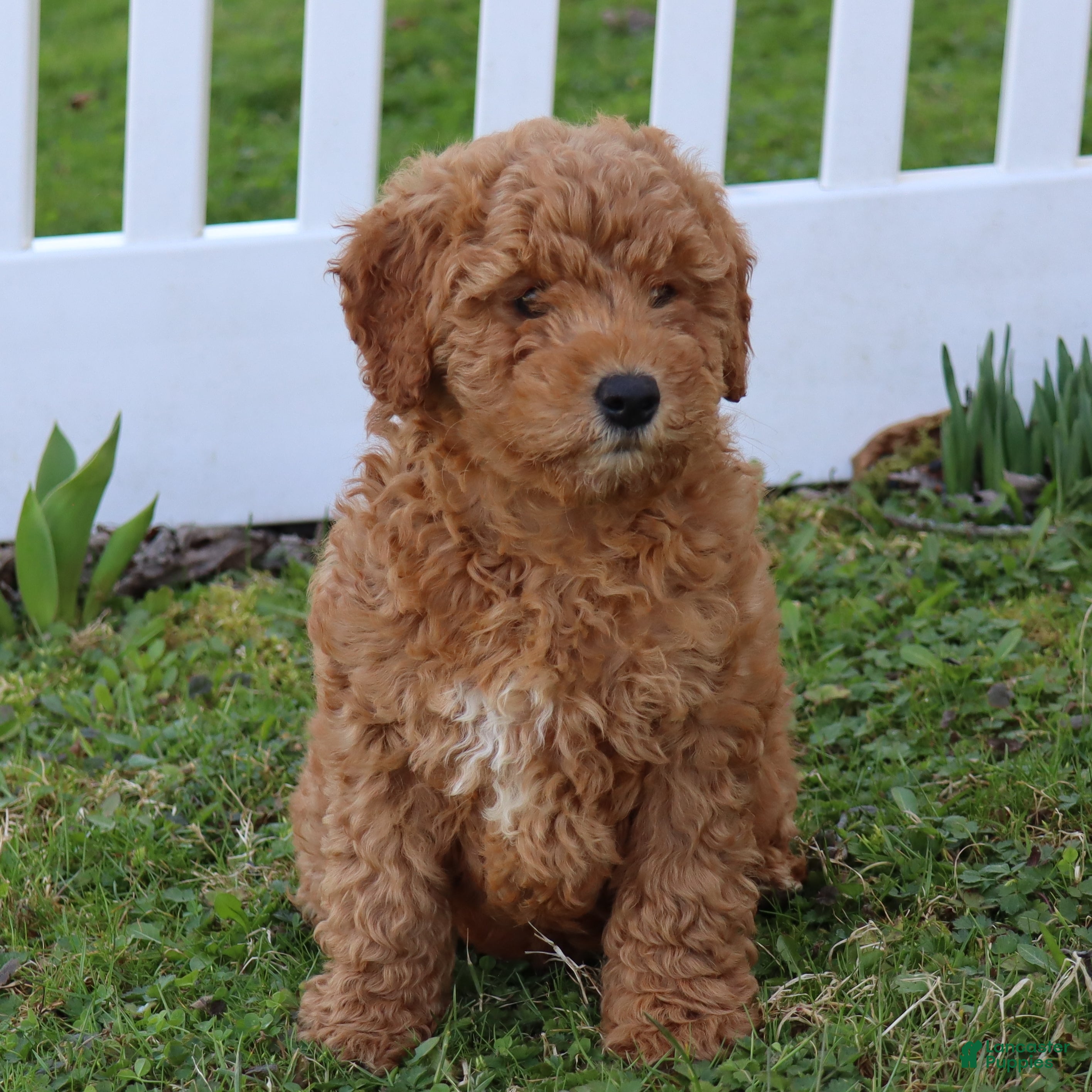 Mini Goldendoodle dogs Cassie - Ad 1