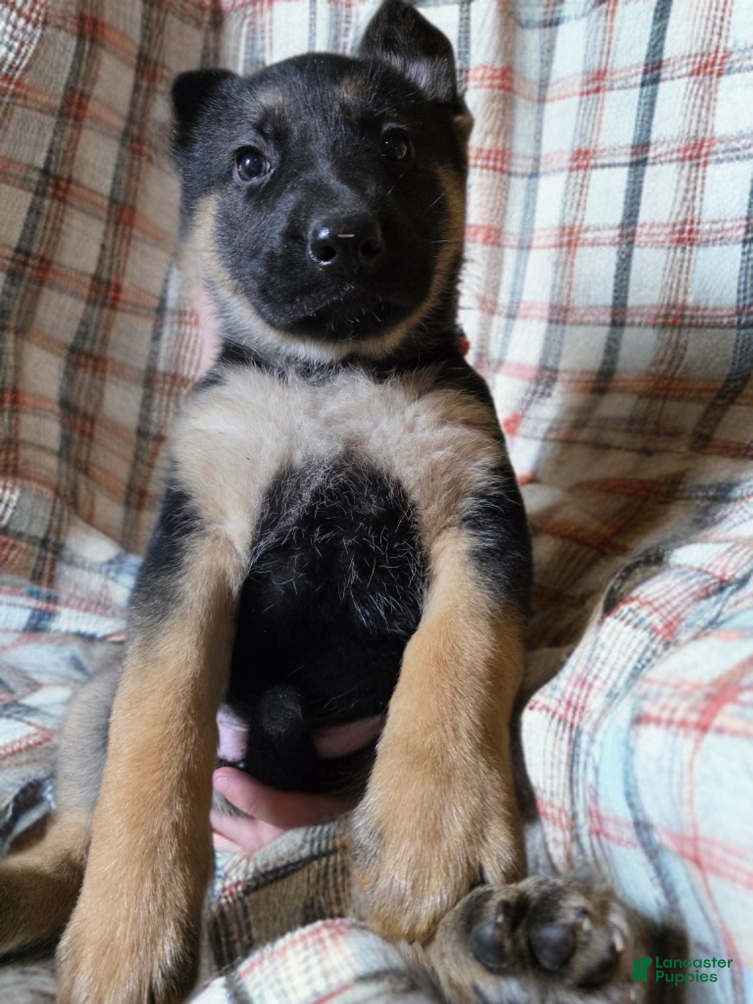 German Shepherd dogs for sale: German Shepherd Puppy 6 - Ad 2