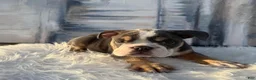 English Bulldog dogs for sale: Roscoe - Ad 2