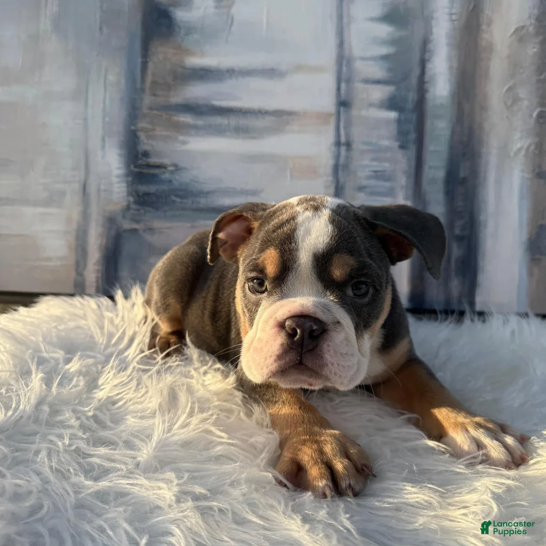 English Bulldog dogs for sale: Roscoe - Ad 2