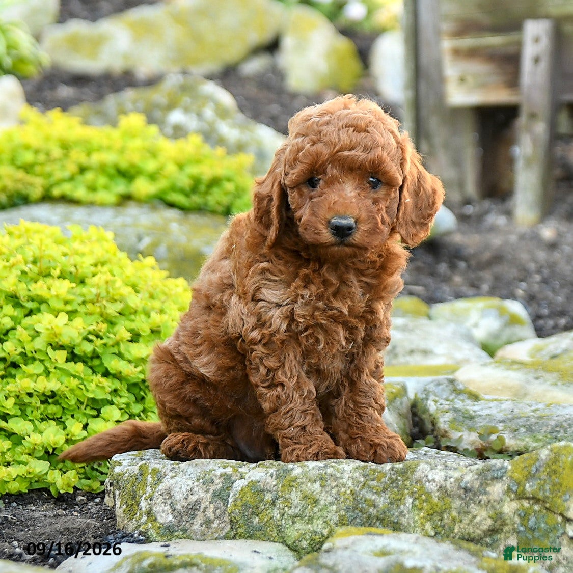 Miniature Poodle dogs Andy - Ad 1