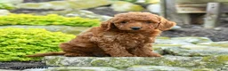 Miniature Poodle dogs for sale: Andy - Ad 1
