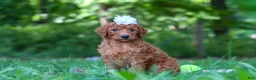 Goldendoodle dogs for sale: Italee - Ad 6