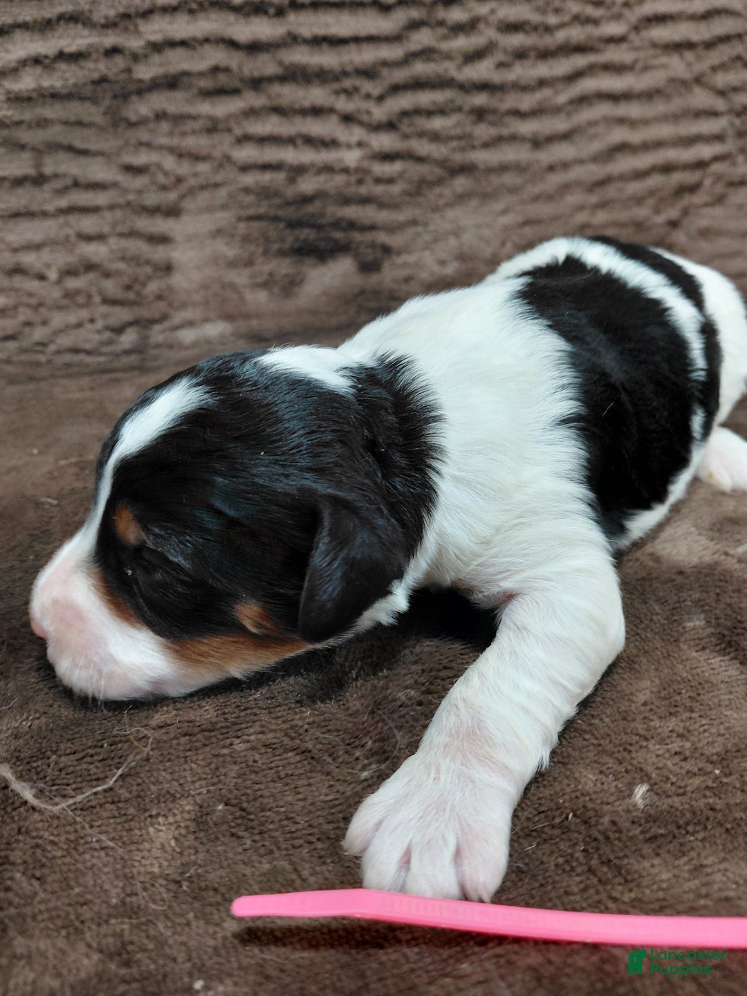 Bernedoodle dogs for sale: Bernedoodle Puppy 6 - Ad 5