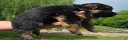 German Shepherd dogs for sale: German Shepherd Puppy 3 - Ad 2