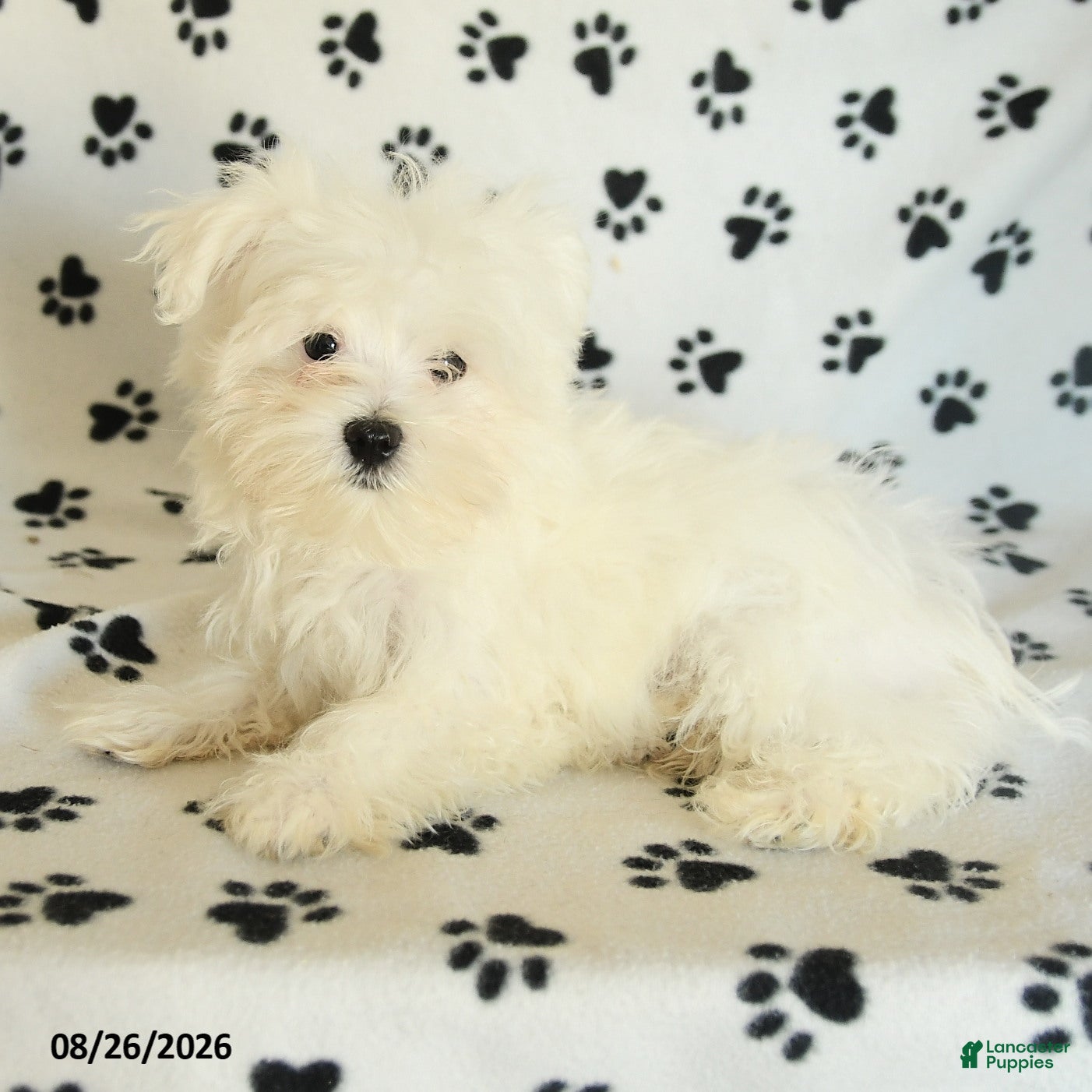 Maltese dogs Rover  - Ad 2