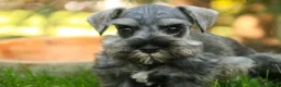 Miniature Schnauzer dogs for sale: Quartz Miniature Schnauzer  - Ad 6