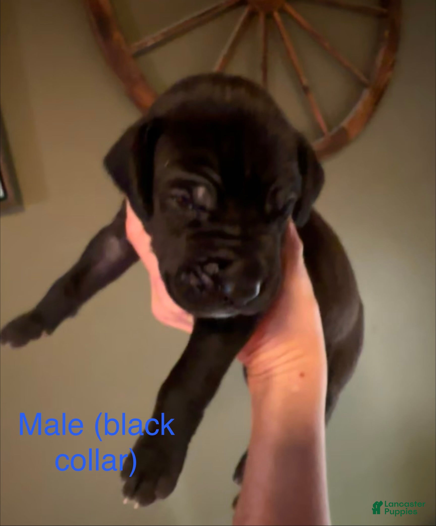 Great Dane dogs Great Dane 4 - Ad 5