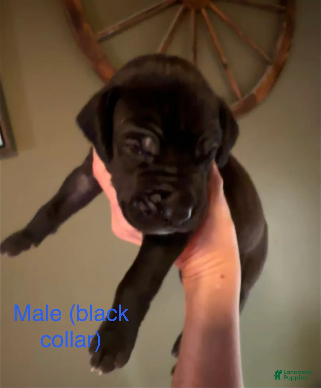 Great Dane dogs for sale: Great Dane 4 - Ad 1