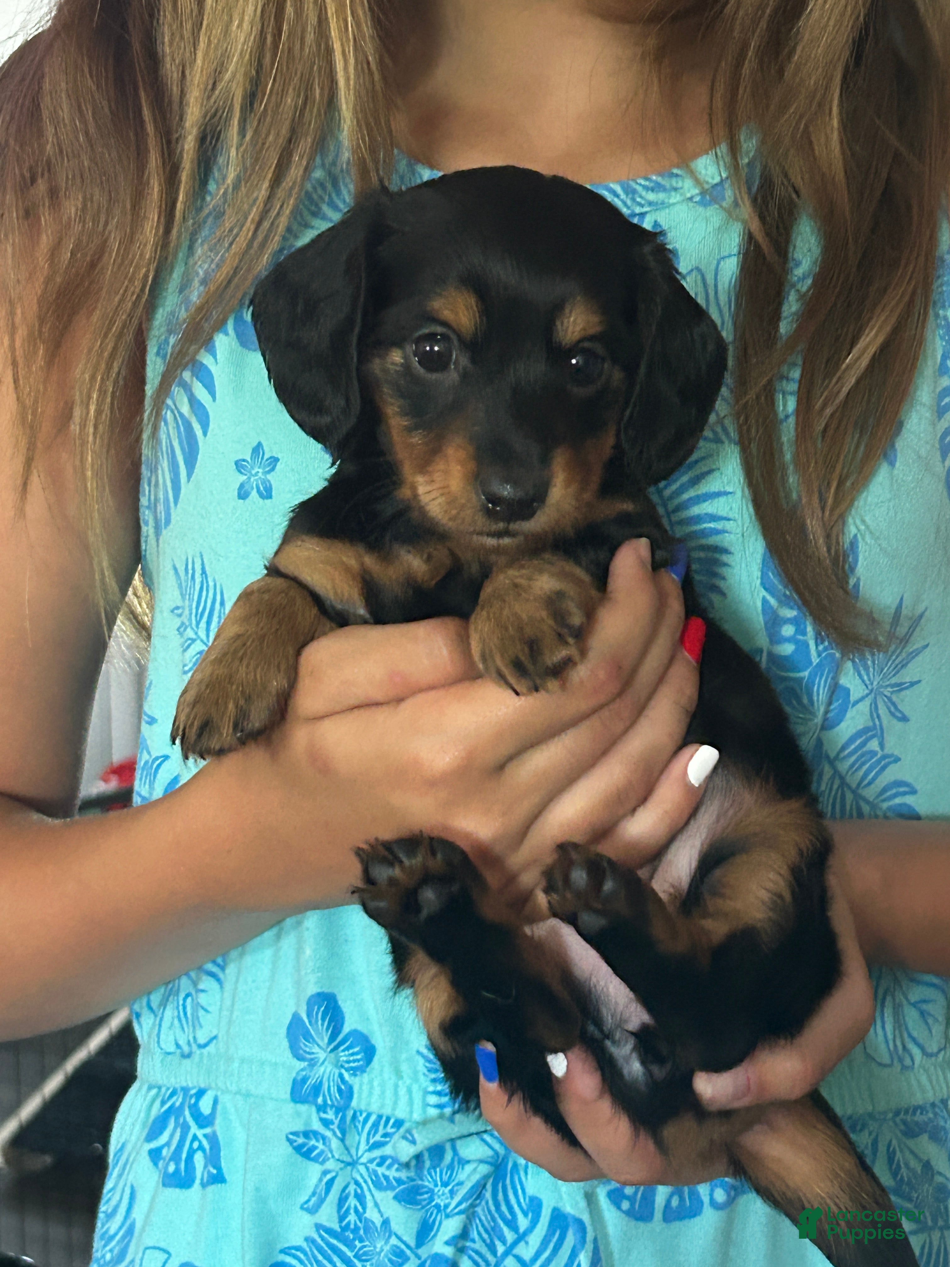 Miniature Dachshund dogs Tootsie - Ad 20