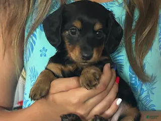 Miniature Dachshund dogs Tootsie - Ad 20