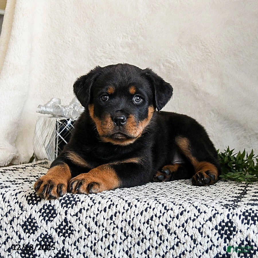 Rottweiler dogs Izzy - Ad 2