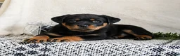 Rottweiler dogs for sale: Izzy - Ad 2