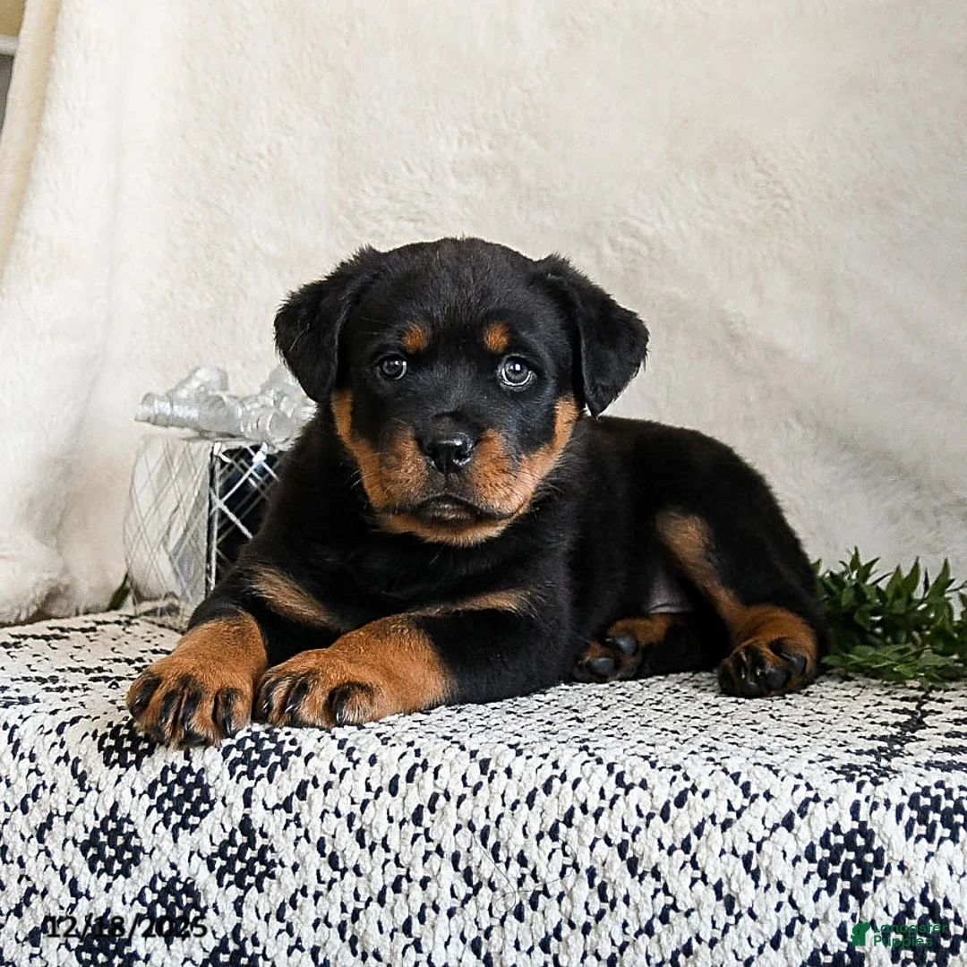 Rottweiler dogs for sale: Izzy - Ad 2