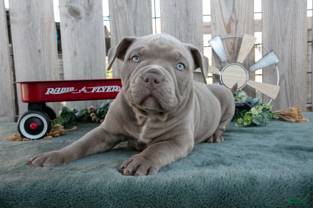 American Bully dogs for sale: Ella - Ad 3
