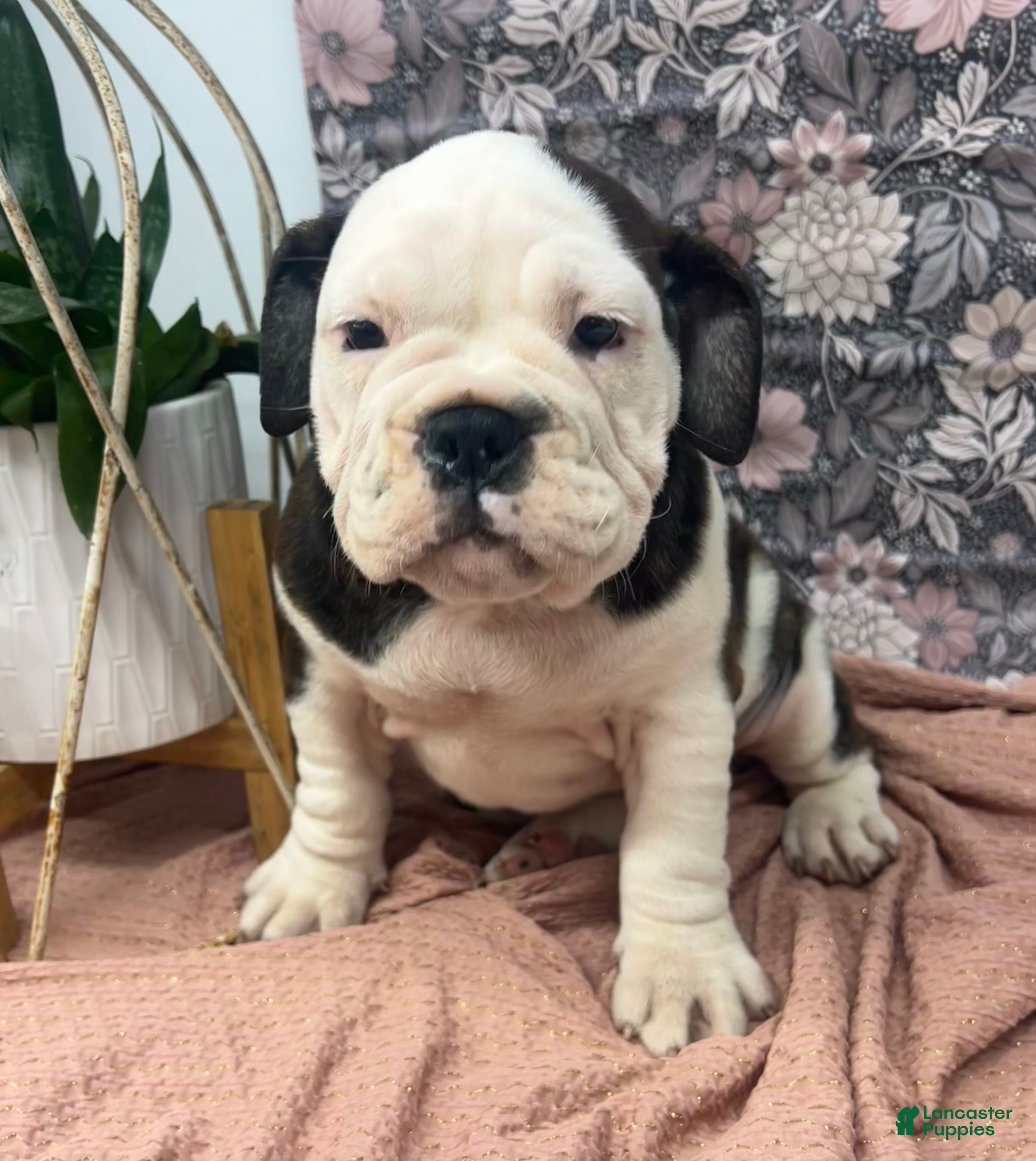 English Bulldog dogs Lisa - Ad 2