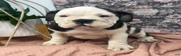 English Bulldog dogs for sale: Lisa - Ad 2