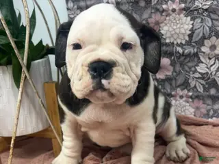 English Bulldog dogs for sale: Lisa - Ad 1