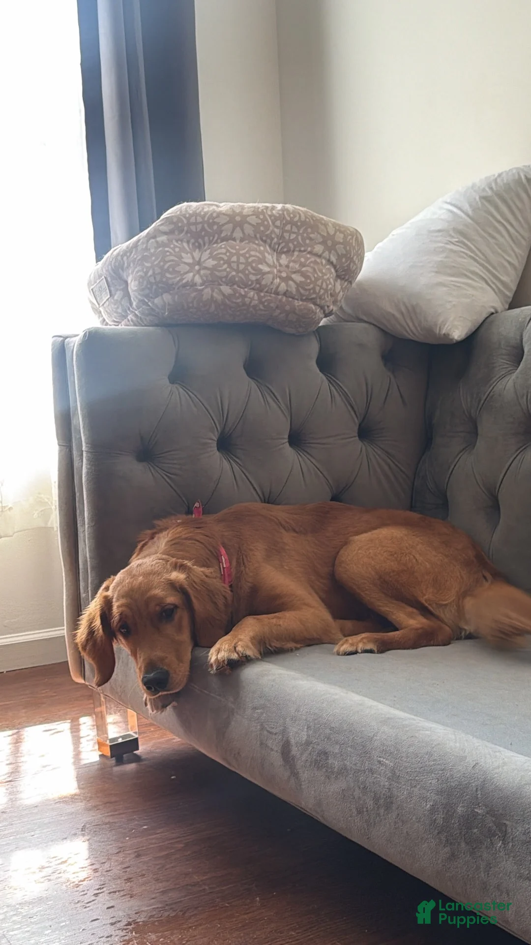 Golden Retriever dogs for sale: Golden Retriever 3 - Ad 1