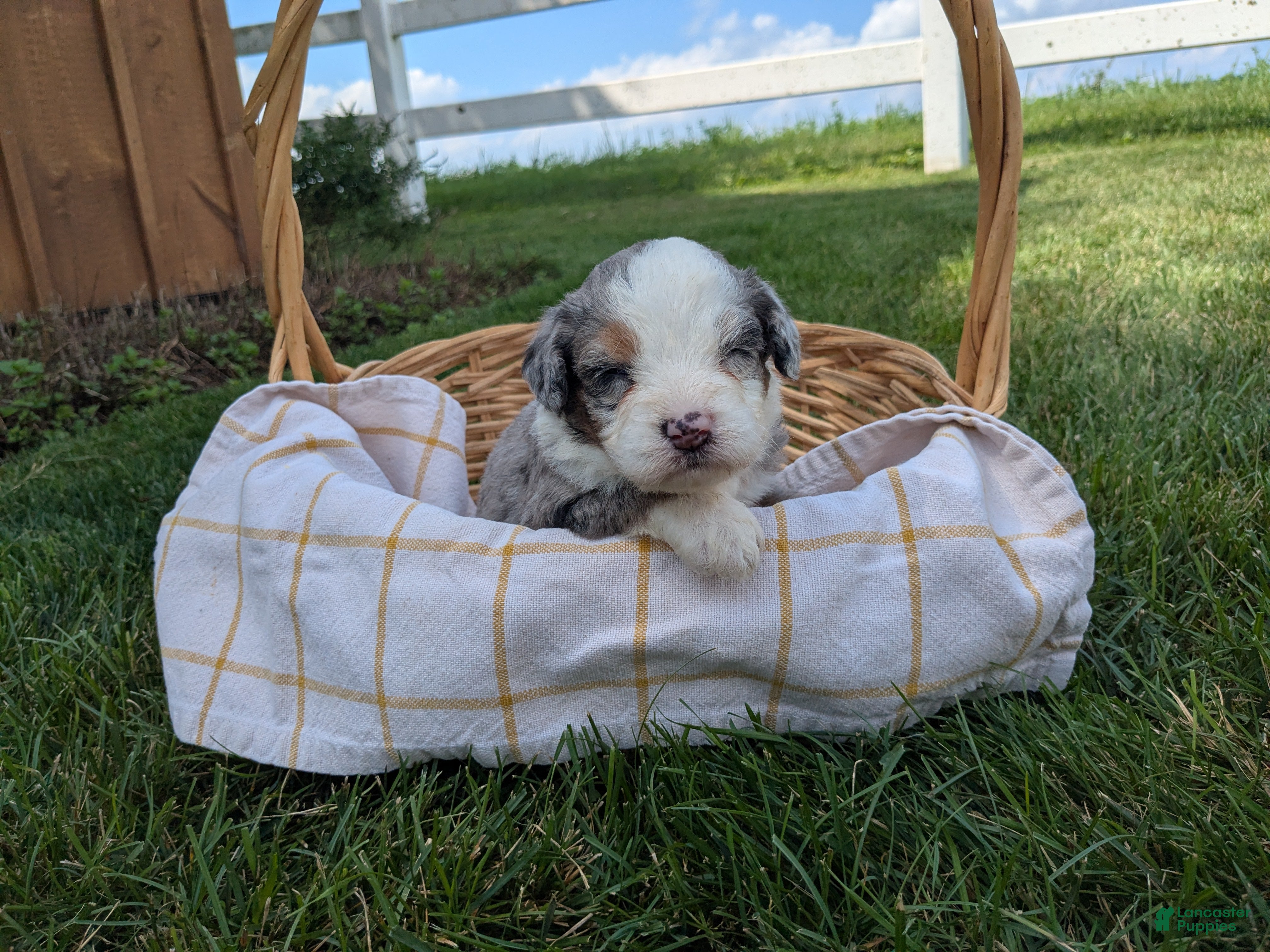 Bernedoodle dogs Sheila  - Ad 2