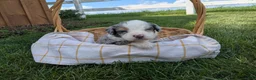 Bernedoodle dogs for sale: Sheila  - Ad 2