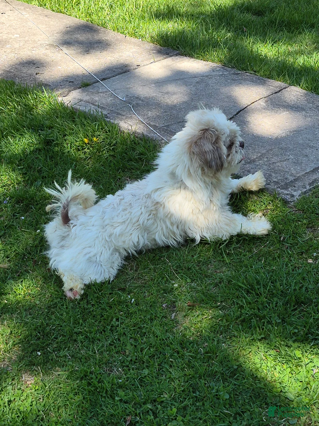 Shih Tzu dogs for sale: Snickers - Ad 3