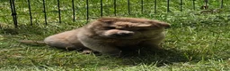 Shar Pei dogs for sale: Roman - Ad 24
