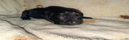 Cane Corso dogs for sale: Dean AKC - Ad 4