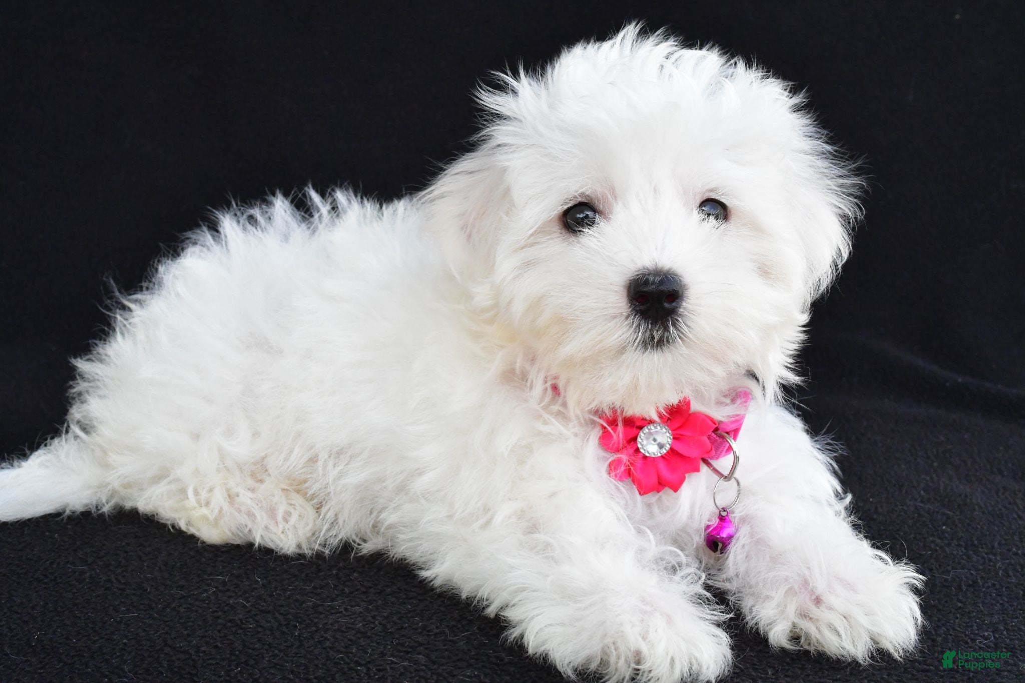Maltese dogs Allie - Ad 1