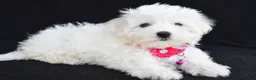 Maltese dogs for sale: Allie - Ad 1