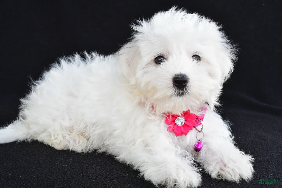 Maltese dogs for sale: Allie - Ad 1