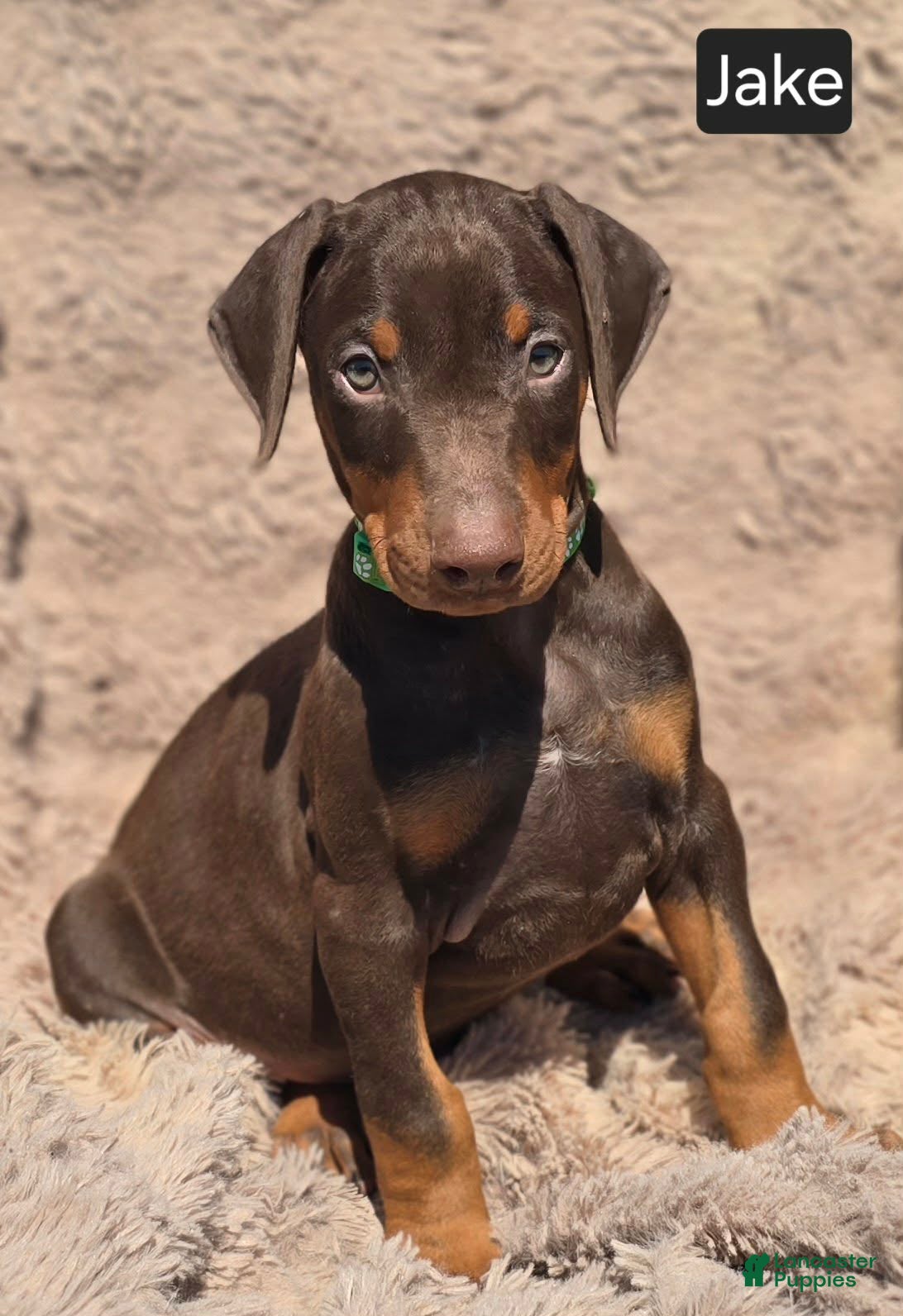 Doberman Pinscher dogs Jake - Ad 2