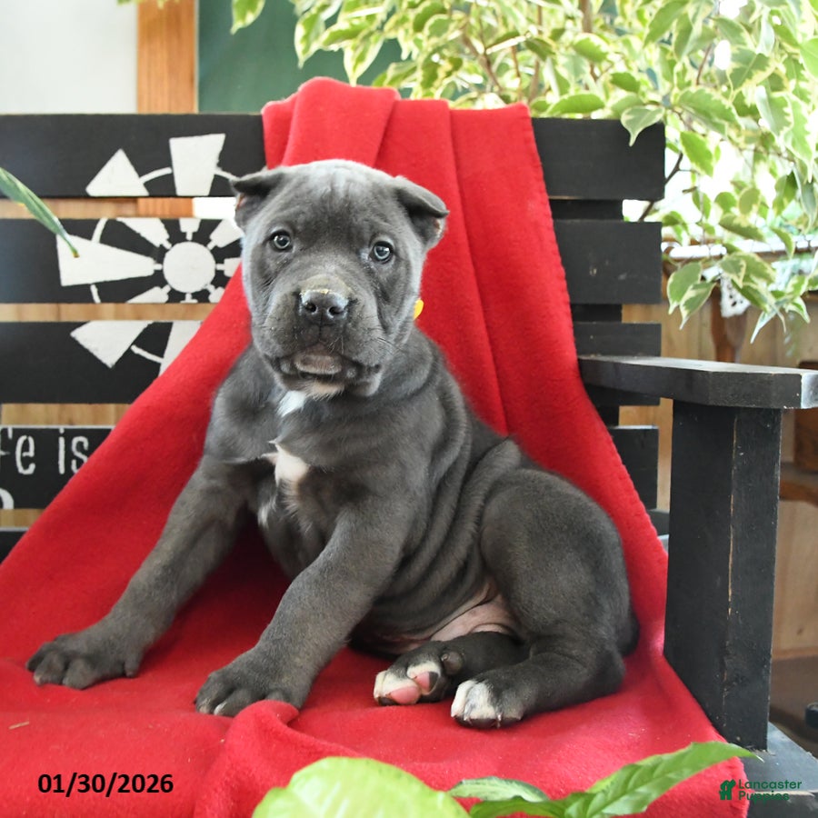 Cane Corso dogs for sale: Bruno - Ad 3
