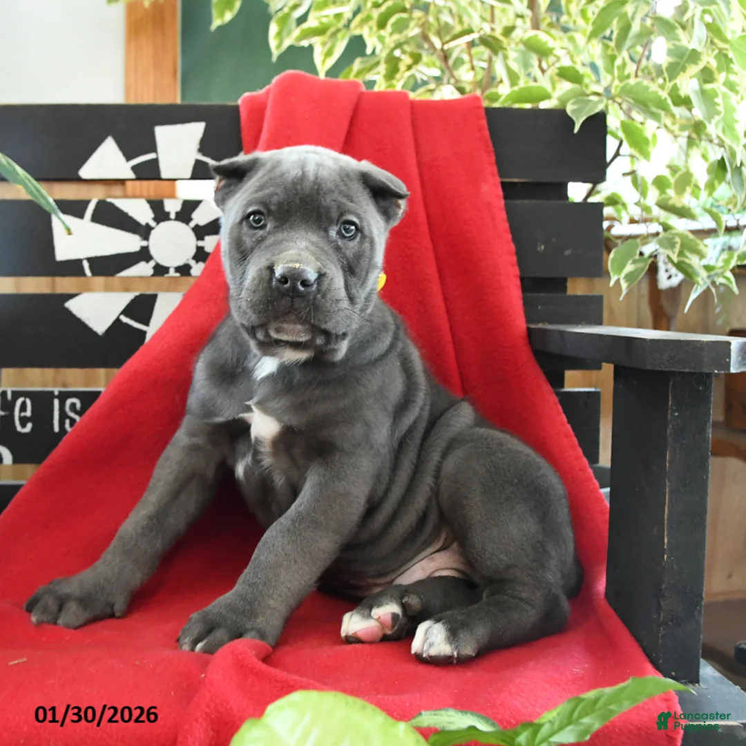 Cane Corso dogs for sale: Bruno - Ad 1