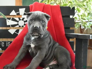 Cane Corso dogs for sale: Bruno - Ad 3