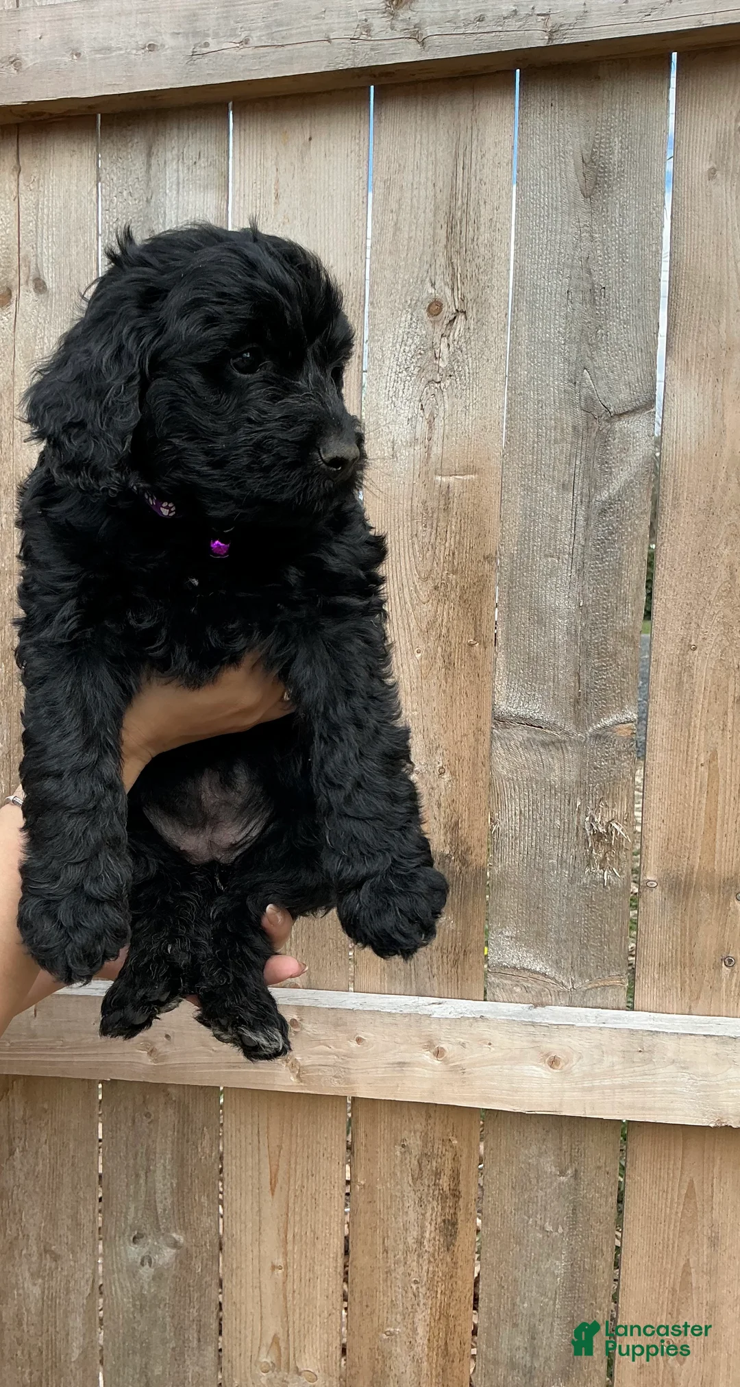 Goldendoodle dogs for sale: Skye - Ad 2