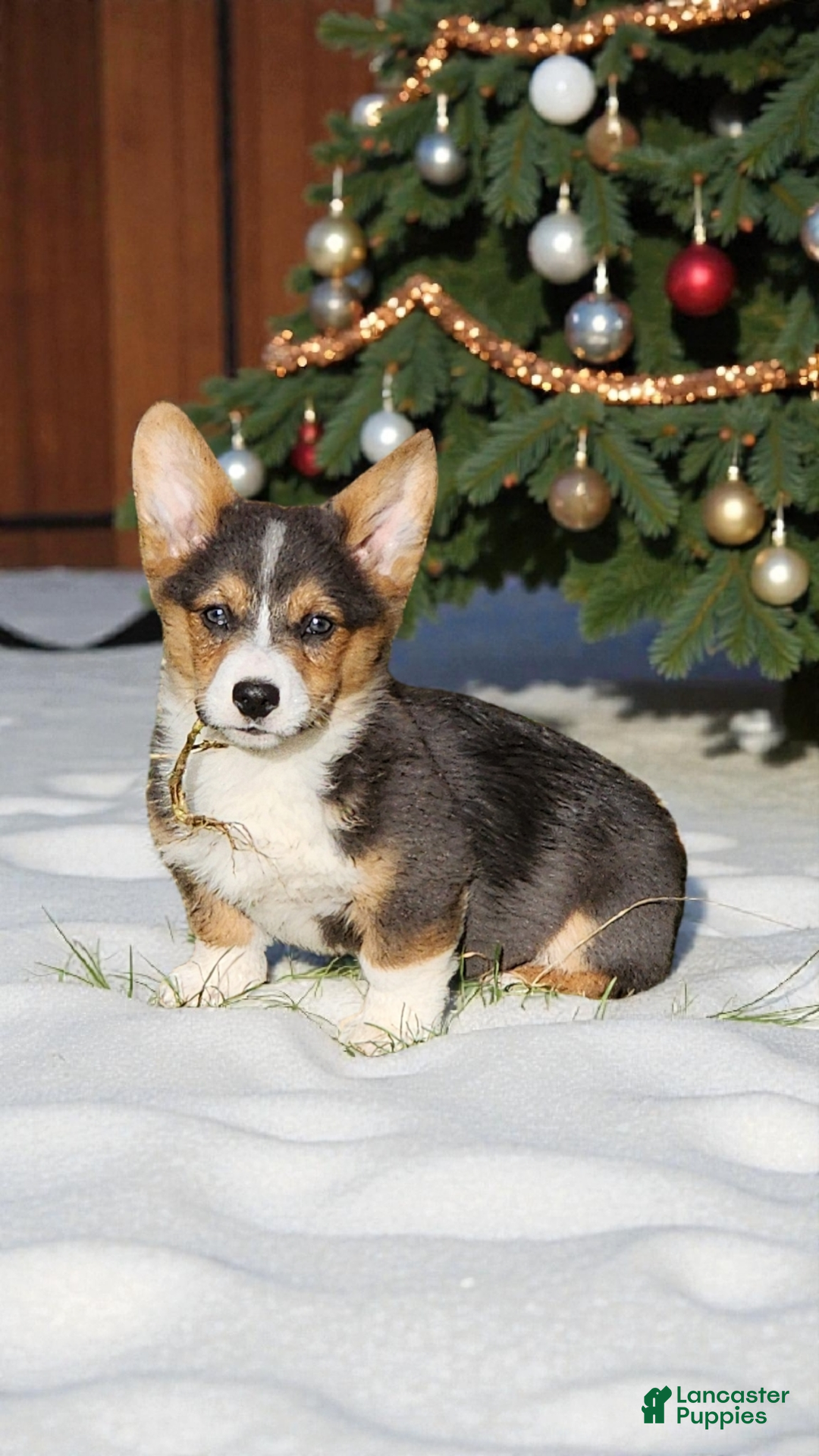 Welsh Corgi Pembroke dogs for sale: Alfie bluie  - Ad 3