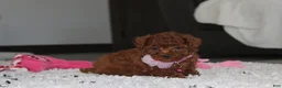 Bichpoo dogs for sale: Sugar - Ad 7