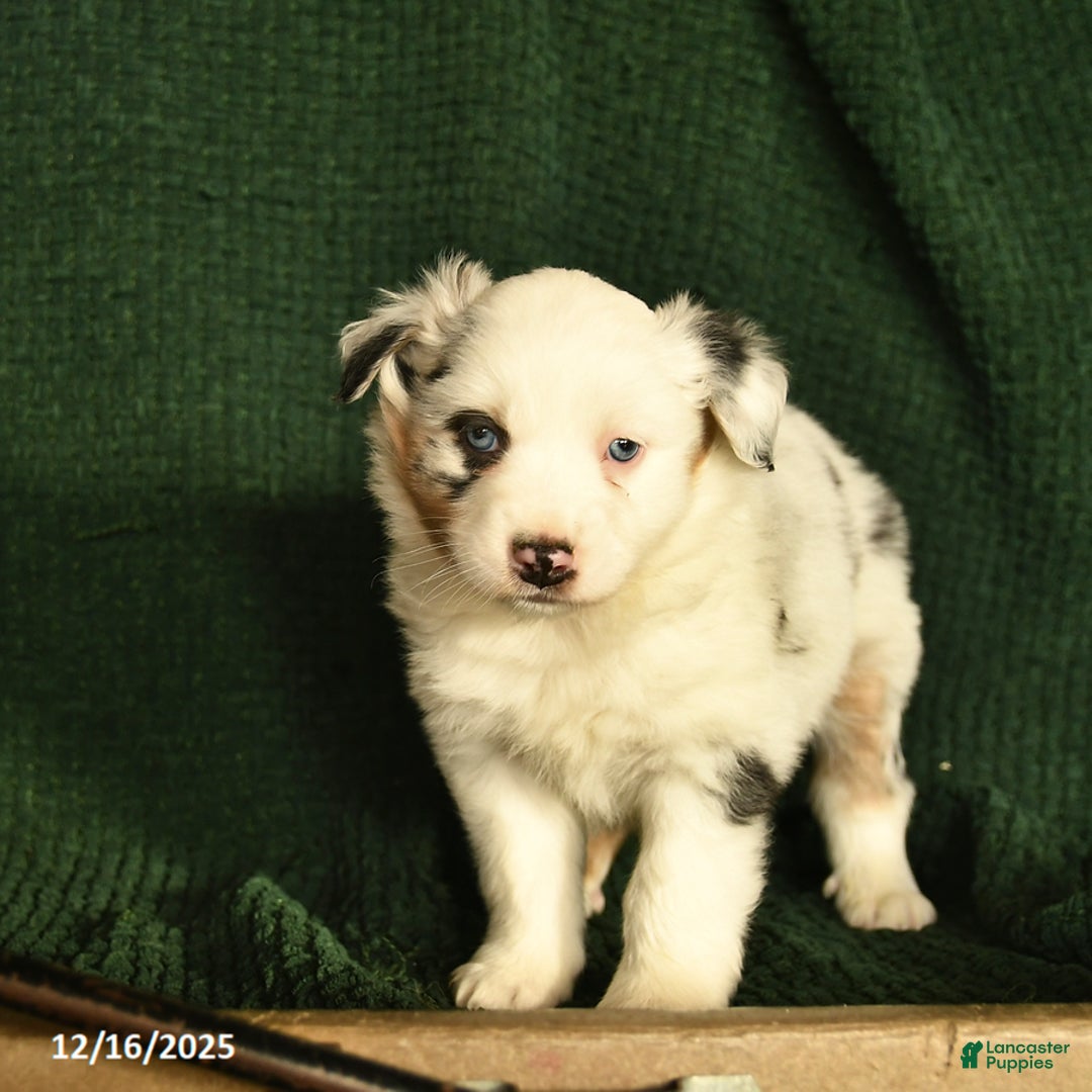 Australian Shepherd dogs for sale: Harley  - Ad 4