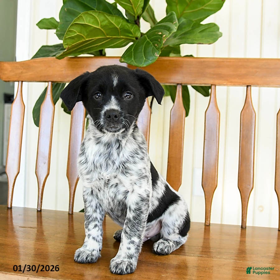 Mixed Breed dogs Sarge - Ad 7