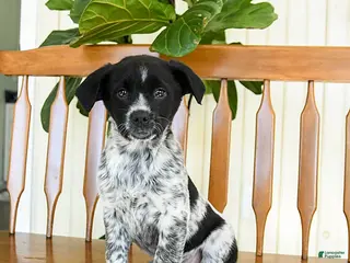 Mixed Breed dogs Sarge - Ad 7