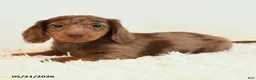 Miniature Dachshund dogs for sale: Linx - Ad 3