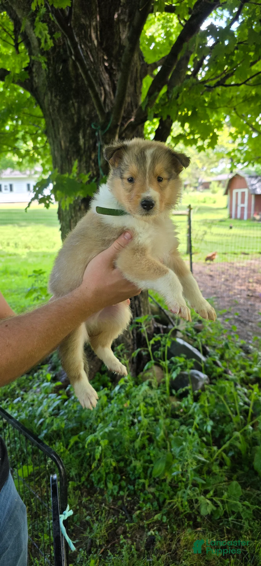 Collie dogs for sale: Collie Puppy 6 - Ad 1