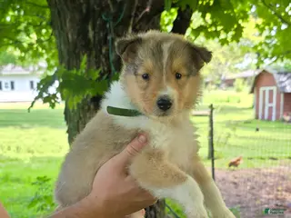 Collie dogs for sale: Collie Puppy 6 - Ad 2