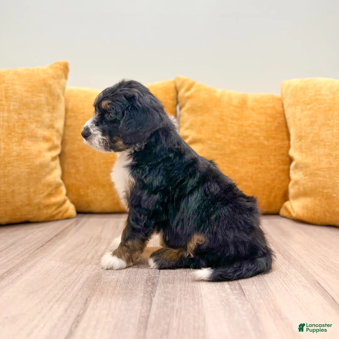 Mini Bernedoodle dogs for sale: Hudson - Ad 2
