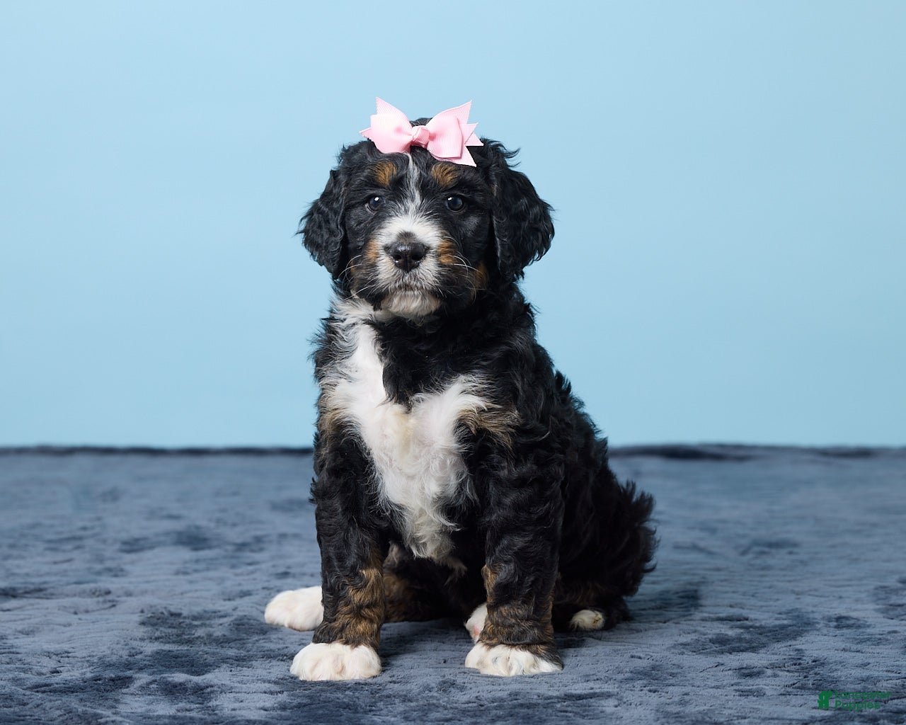 Bernedoodle dogs Jewel - Ad 1